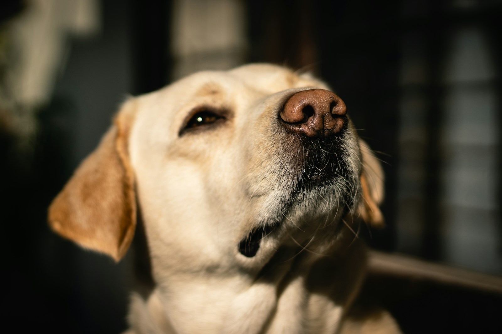 Jasper, a golden Labrador, enjoying a patch of sunshine